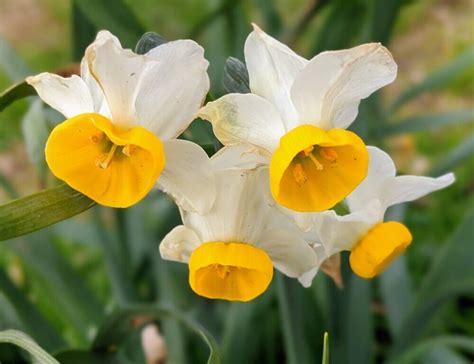 水仙 意味|水仙（スイセン）の花言葉｜種類、花の特徴、色別の 